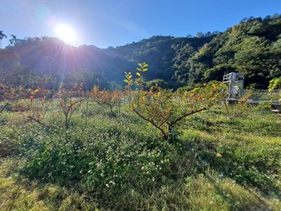 通過友善石虎農作標章的田區現況 